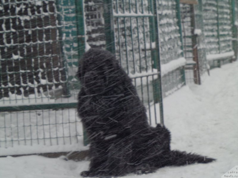 Фото: ньюфаундленд Супер Премиум Микадо (Super Premium Mikado)