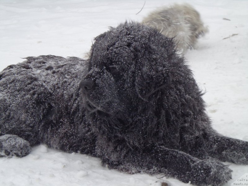 Фото: ньюфаундленд Виски Ред Лейбл Вепс (Viski Red Label Veps)