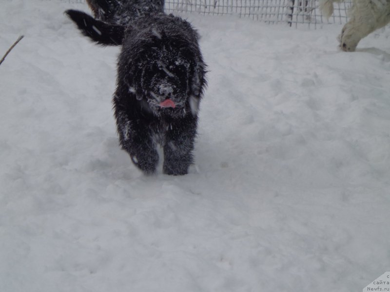 Фото: ньюфаундленд Викториус Смайл