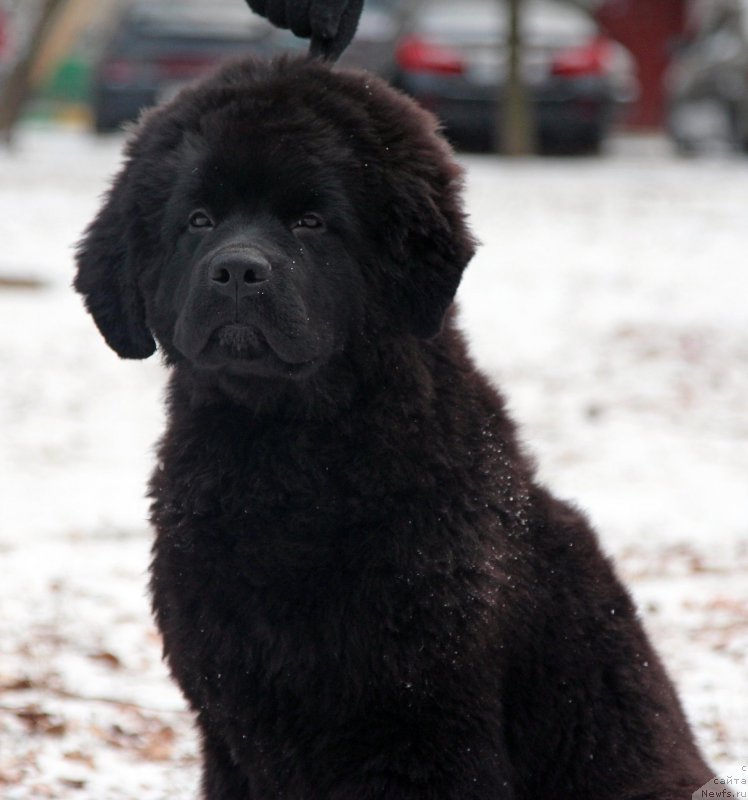 Фото: ньюфаундленд Старди Коллекшн Губительница Сердец