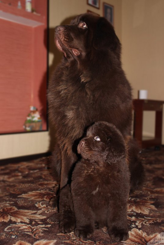 Фотография № 169421