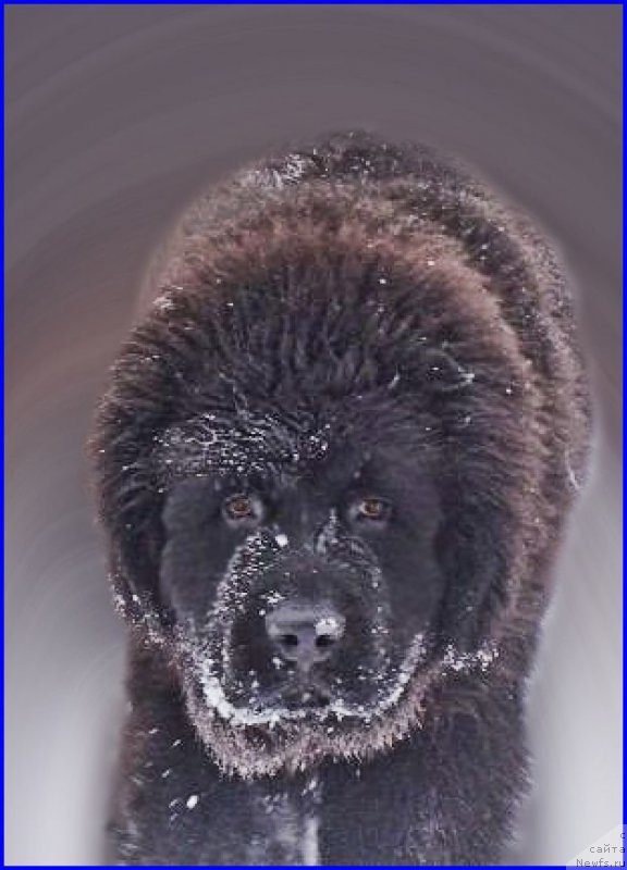 Фото: ньюфаундленд Акватория Келвин Адреналин Браун