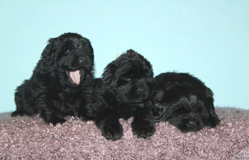 Фото: папа, ньюфаундленд Акватория Келвин Редс Бегин энд Вин (Aquatoriya Kelvin Reds Begin and Win), мама, ньюфаундленд Акватория Келвин Ундиспьютид Винс (Aquatoriya Kelvin Undisputed Wins)