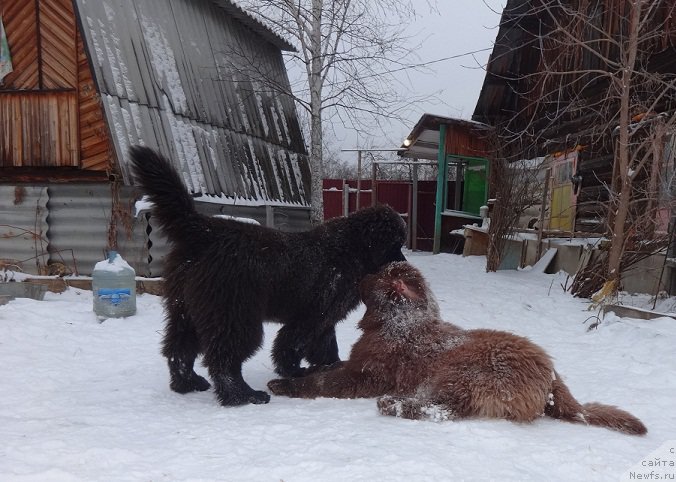 Фото: ньюфаундленд Акватория Келвин Адреналин Браун, ньюфаундленд Браунблад МСК Хаким Голд Хайдар (Brownblood MSK Hakim Gold Haydar)