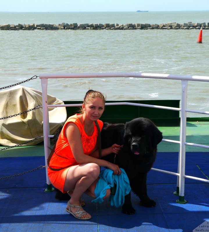 Фото: ньюфаундленд Черный Чанк с Берега Дона (Chernyj Chank s Berega Dona)