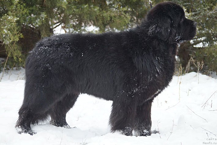 Фото: ньюфаундленд Чарующий Чезарио (Charuyuschiy Chezario)