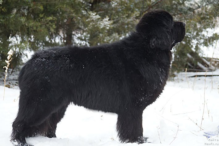 Фото: ньюфаундленд Чарующий Чезарио (Charuyuschiy Chezario)