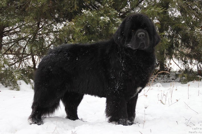 Фото: ньюфаундленд Чарующий Чезарио (Charuyuschiy Chezario)