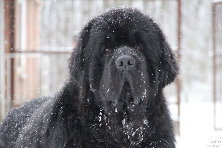Фото: ньюфаундленд Чарующий Чезарио (Charuyuschiy Chezario)