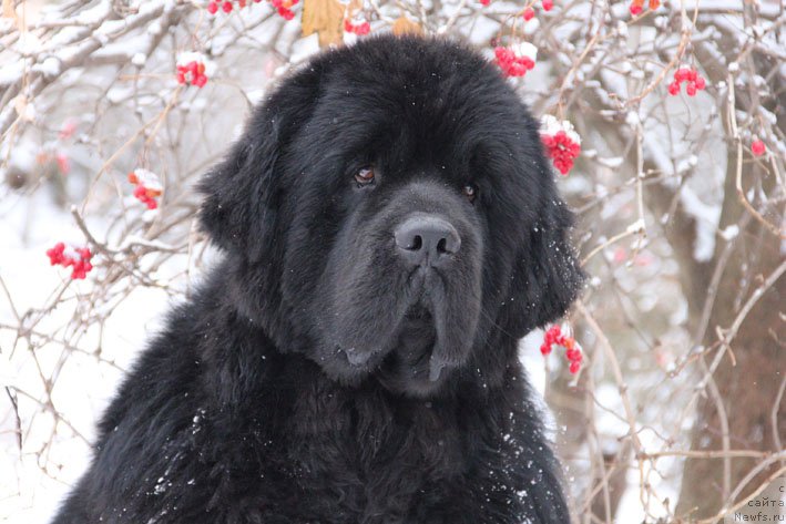Фото: ньюфаундленд Чарующий Чезарио (Charuyuschiy Chezario)