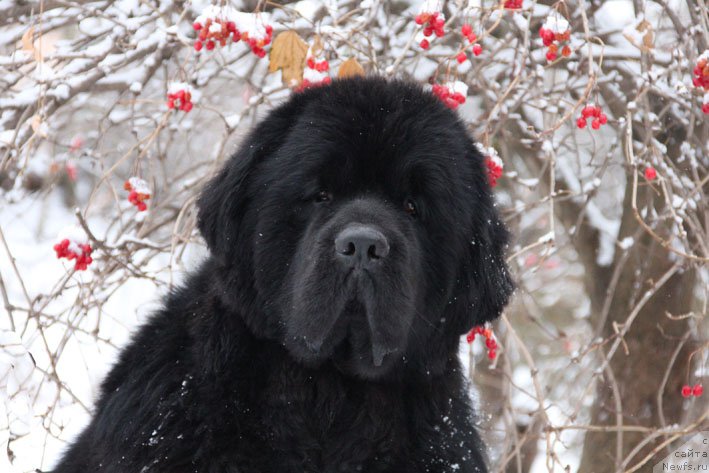 Фото: ньюфаундленд Чарующий Чезарио (Charuyuschiy Chezario)