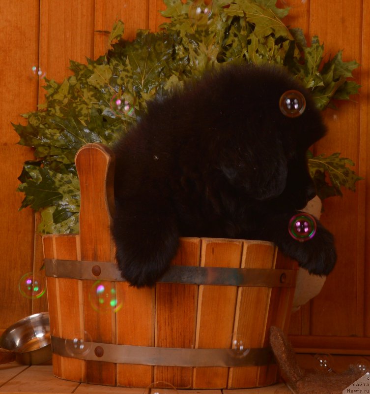 Фотография № 169457