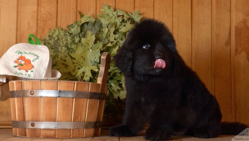 Фотография № 169458