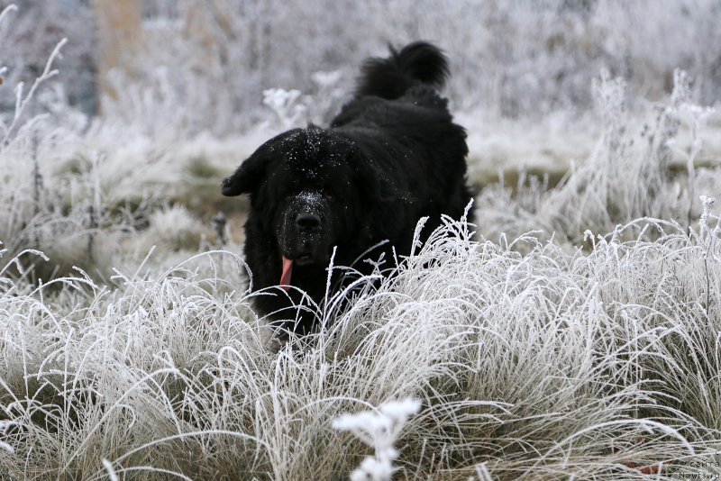 Фото: Гастон де Фуа