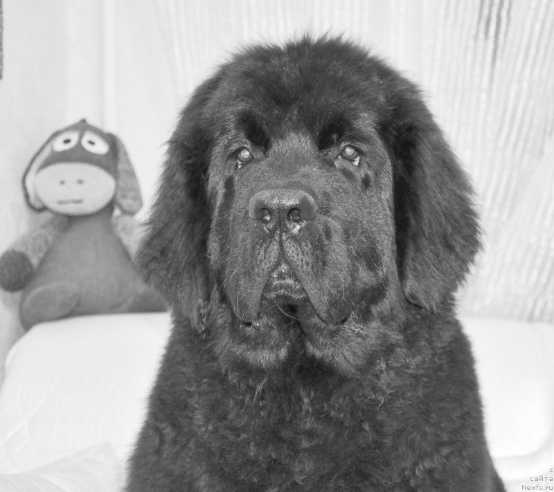 Фото: ньюфаундленд Черная Мафия Шот ин тхе Дарк (Chernaya Mafia Shot in the Dark)