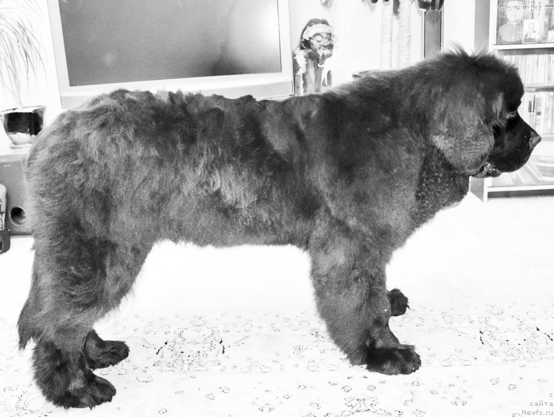 Фото: ньюфаундленд Черная Мафия Шот ин тхе Дарк (Chernaya Mafia Shot in the Dark)