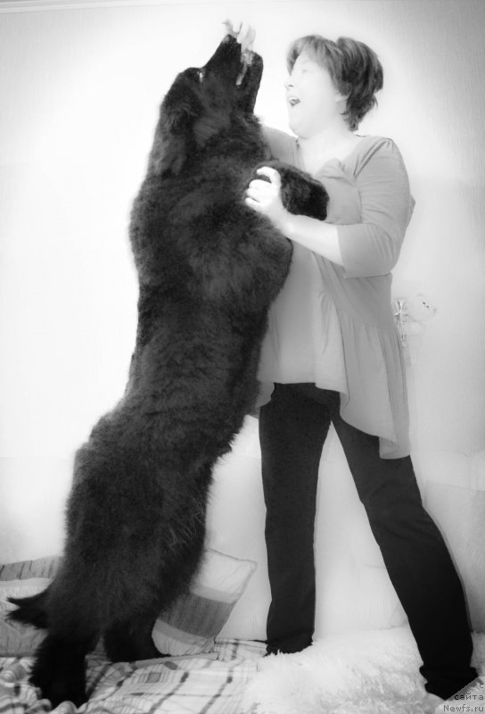 Фото: ньюфаундленд Черная Мафия Шот ин тхе Дарк (Chernaya Mafia Shot in the Dark)