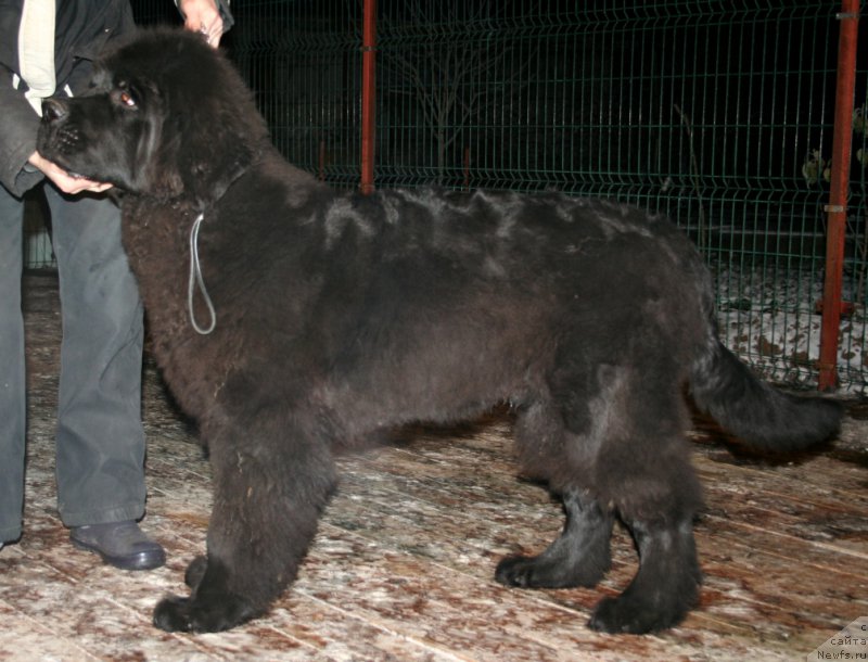 Фото: ньюфаундленд Черная Мафия Шродингер Тхеору (Chernaya Mafia Shrodinger Theory)