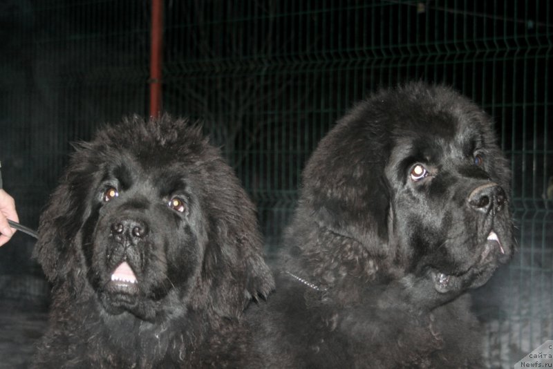 Фотография № 169477