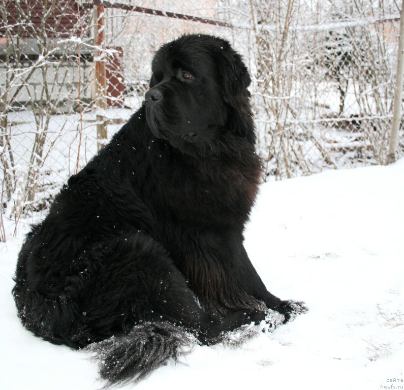 Фото: ньюфаундленд Черная Мафия Муст Хаве (Chernaya Mafia Must Have)