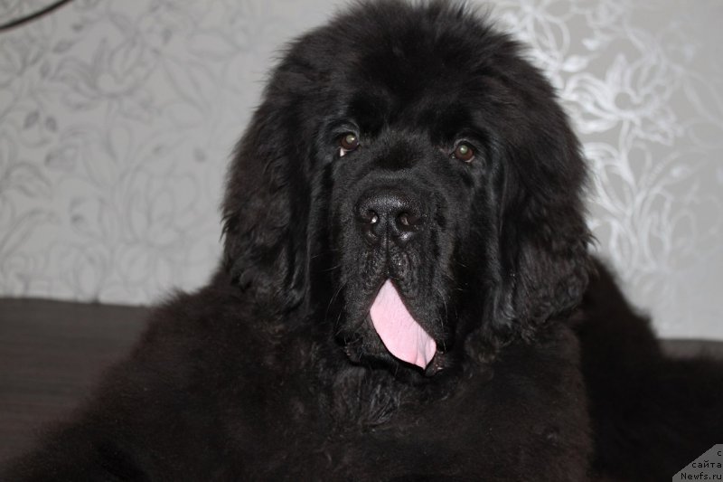 Фото: ньюфаундленд Черная Мафия Шаке анд Плау (Chernaya Mafia Shake and Play)