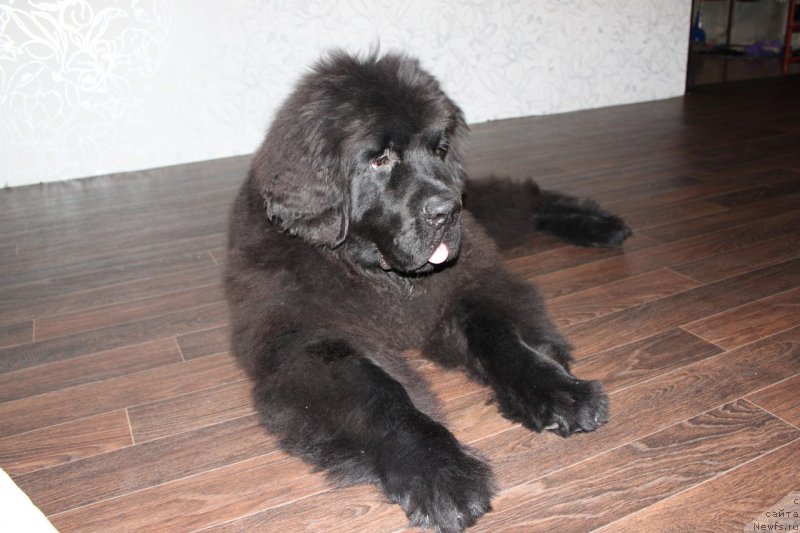 Фото: ньюфаундленд Черная Мафия Шаке анд Плау (Chernaya Mafia Shake and Play)