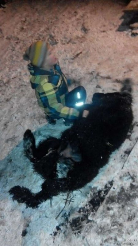 Фото: ньюфаундленд Черная Мафия Шапе оф му Хеарт (Chernaya Mafia Shape of my Heart)