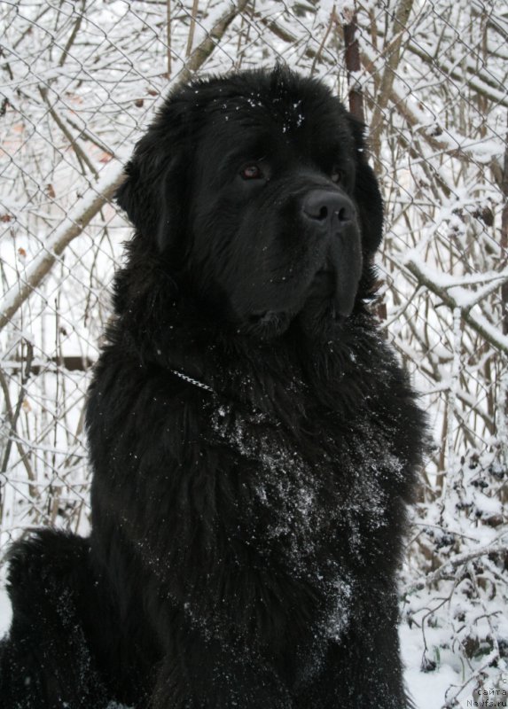 Фото: ньюфаундленд Черная Мафия Муст Хаве (Chernaya Mafia Must Have)
