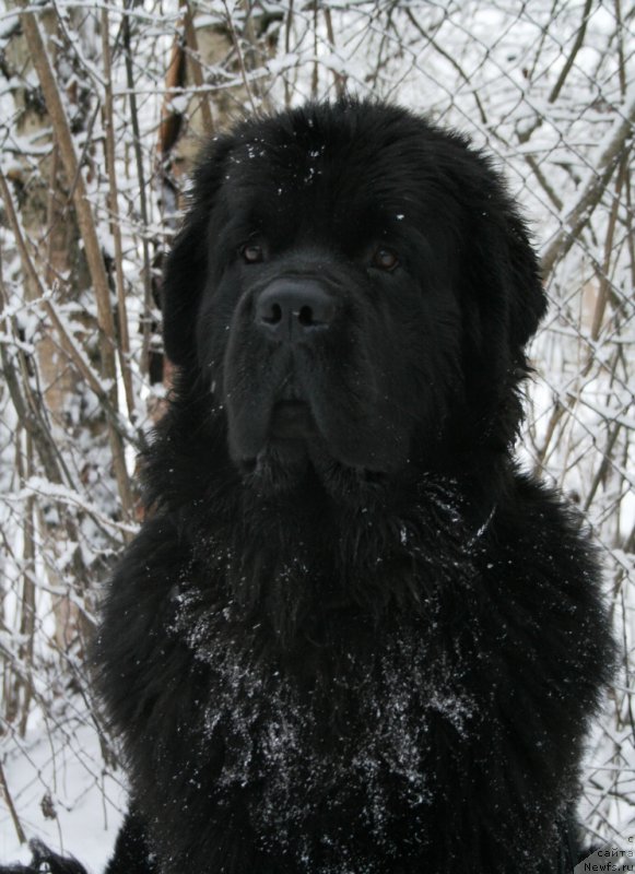 Фото: ньюфаундленд Черная Мафия Муст Хаве (Chernaya Mafia Must Have)