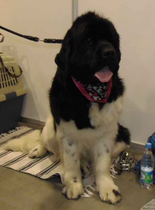 Фотография № 169495