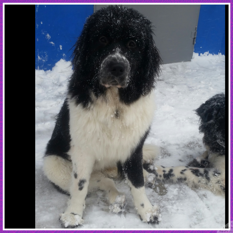 Фото: ньюфаундленд Сент Джонс Интрига