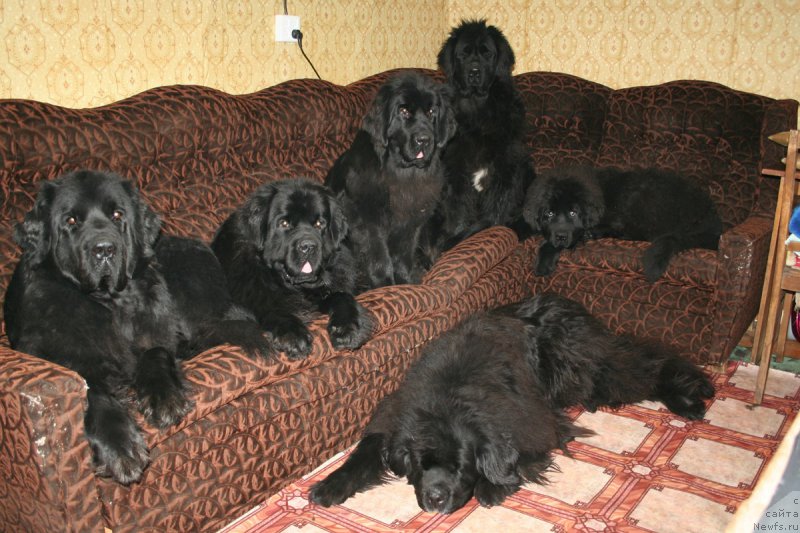 Фото: ньюфаундленд Ohoi's Jet Set, ньюфаундленд Черная Мафия Муст Хаве (Chernaya Mafia Must Have), ньюфаундленд Черная Мафия Магик Тоуч (Chernaya Mafia Magic Touch), ньюфаундленд Ювелирика Магия Роскоши, ньюфаундленд Черная Мафия Шенген Виза (Chernaya Mafia Shengen Visa), ньюфаундленд Усатый Нянь Тимоша