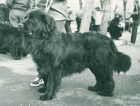 Фото: ньюфаундленд Це Бирма Дил