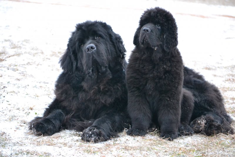 Фото: ньюфаундленд Симбад Покоритель Морей, ньюфаундленд Назар Вятский Медведь (Nazar Vyatskiy Medved)