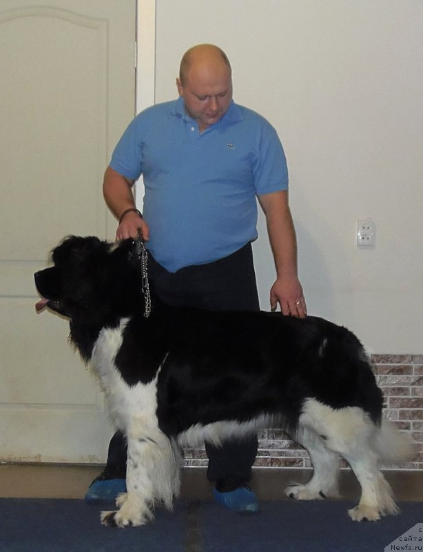 Фото: ньюфаундленд Фиаметтахауз Патриция