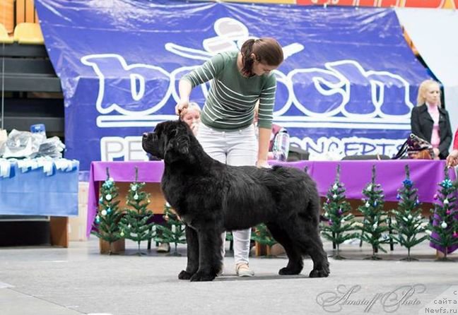 Фото: ньюфаундленд Аквиан Сонг Ларс Бергер (Akvian Song Lars Berger)