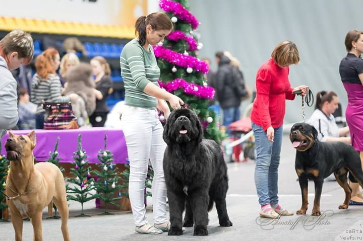 Фото: ньюфаундленд Аквиан Сонг Ларс Бергер (Akvian Song Lars Berger)