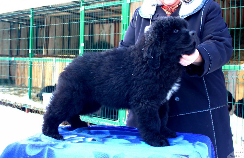 Фотография № 169528