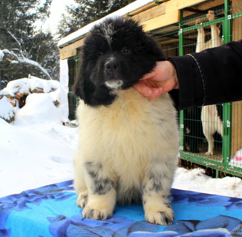 Фотография № 169530