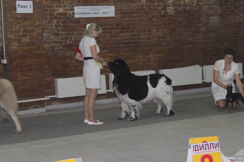 Фото: ньюфаундленд Плюшевая Панда Ферреро Ронд Нуар (Plushevaya Panda Ferrero Rond Noir)