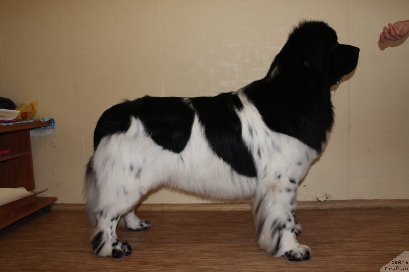 Фото: ньюфаундленд Плюшевая Панда Ферреро Ронд Нуар (Plushevaya Panda Ferrero Rond Noir)