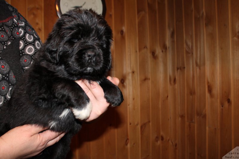 Фотография № 169546