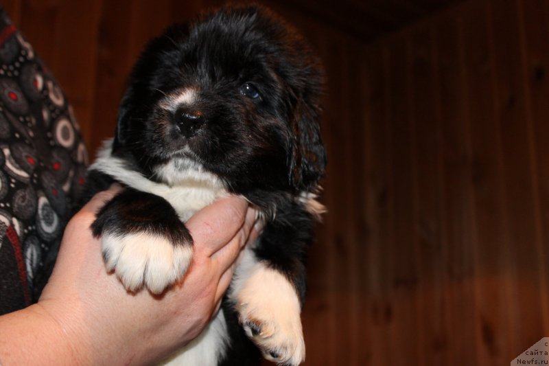 Фотография № 169548