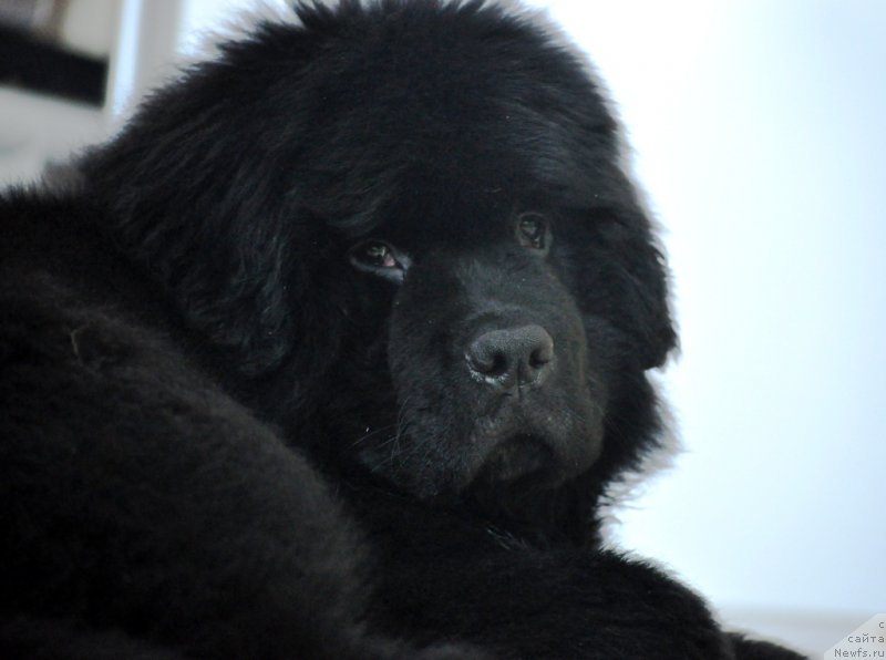 Фото: ньюфаундленд Баллада Звездного Дара с Берега Дона (Ballada Zvezdnogo Dara s Berega Dona)