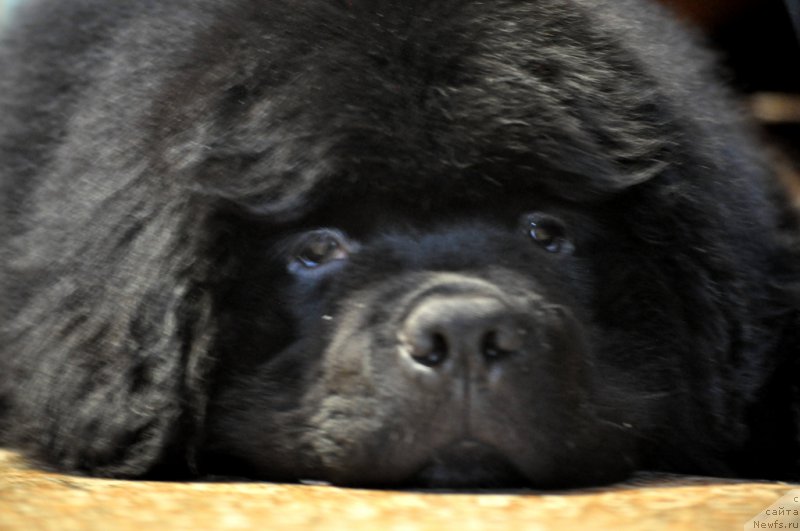 Фото: ньюфаундленд Баллада Звездного Дара с Берега Дона (Ballada Zvezdnogo Dara s Berega Dona)