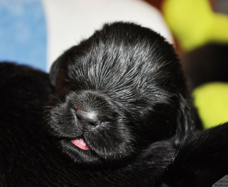 Фото: ньюфаундленд Бегущая по Волнам Дансинг Квин (Beguschaya po Volnam Dancing Queen)