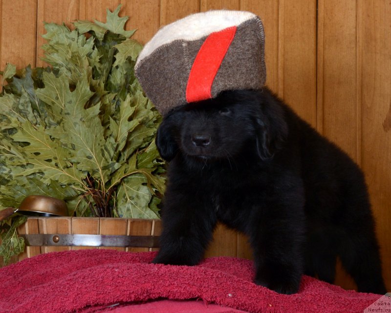 Фотография № 169565