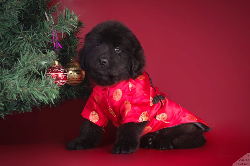 Фото: ньюфаундленд Би Перфект Графиня