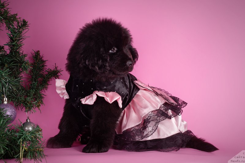 Фото: ньюфаундленд Би Перфект Герцогиня