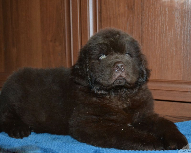 Фото: ньюфаундленд Нобл Кинг Май Лорд Симба